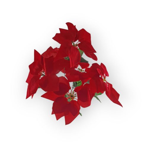 Mikulásvirág Több Színben 55Cm 