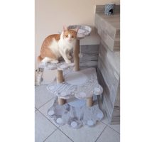 Macskabútor, kaparófa